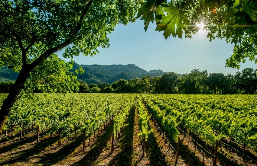 Vineyard landscape at Centennial Vineyards in Bowral